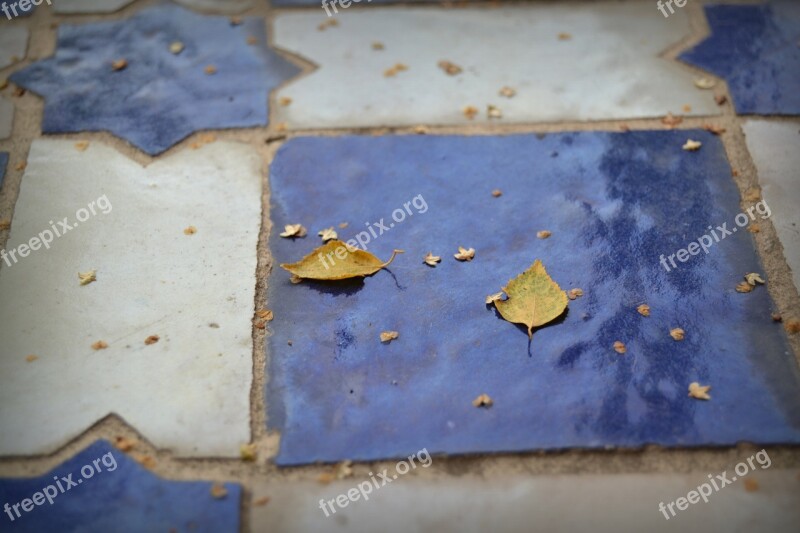 Autumn Israel Oriental Blue White