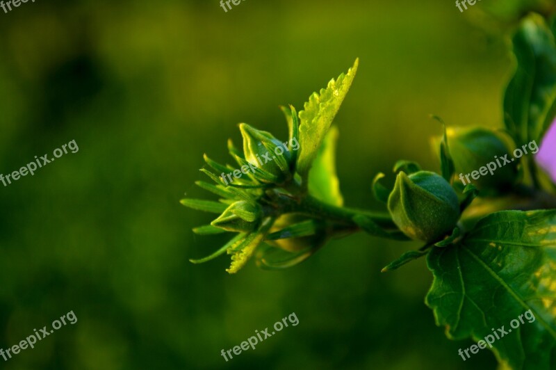 Fresh Flower Plant Green Bud