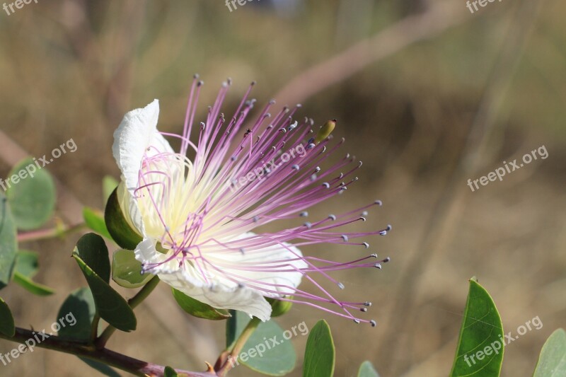 Capture Blossom Bloom Flowers Free Photos