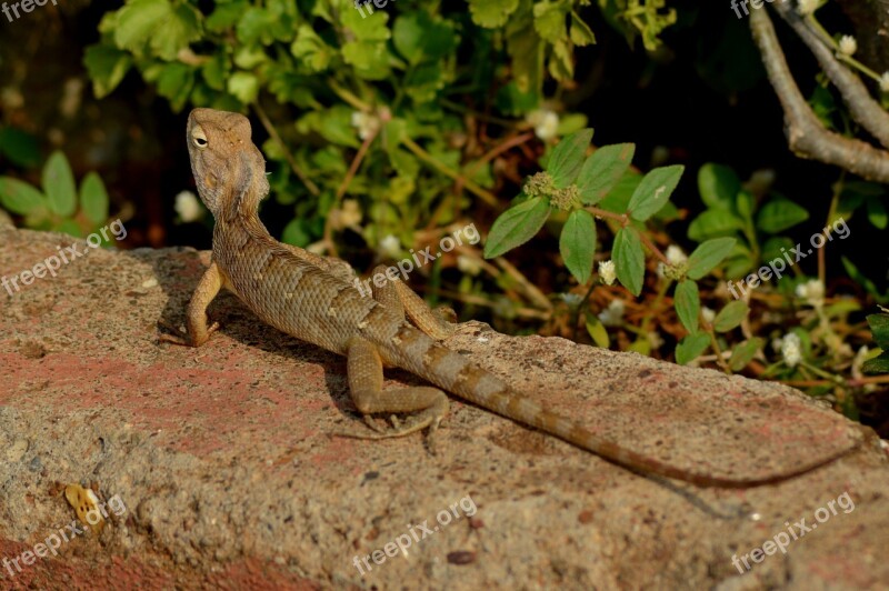 Chameleon Reptile Lizard Free Photos