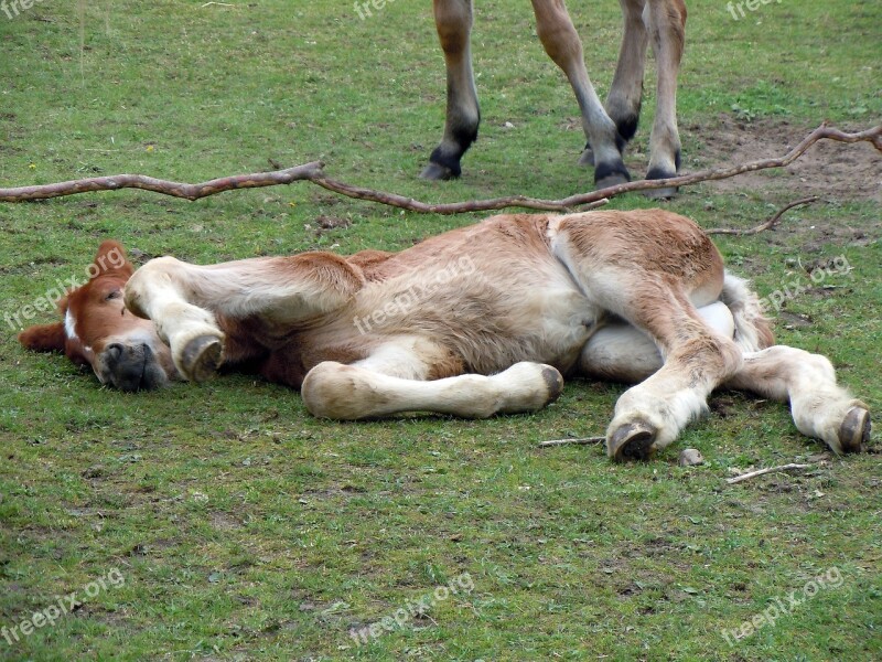 Foal Sleeping Relaxed Animal Child Free Photos