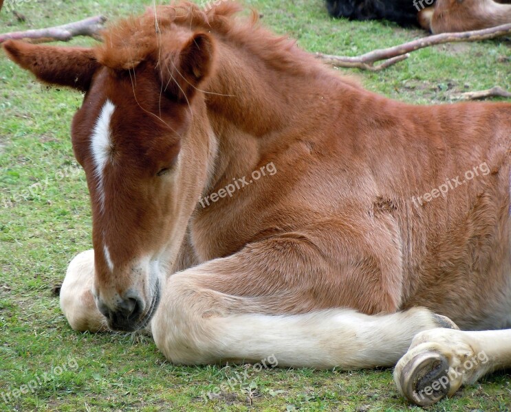 Foal Animal Child Nature Free Photos