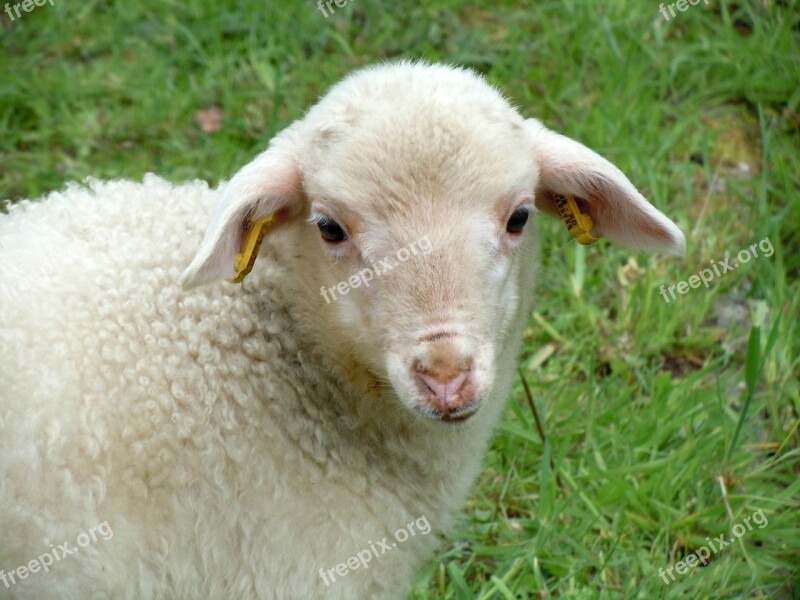 Lamb Animal Child Nature Free Photos