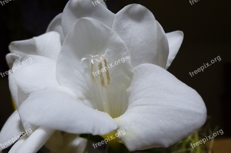 Freesia Blossom Bloom Stamens Close Up