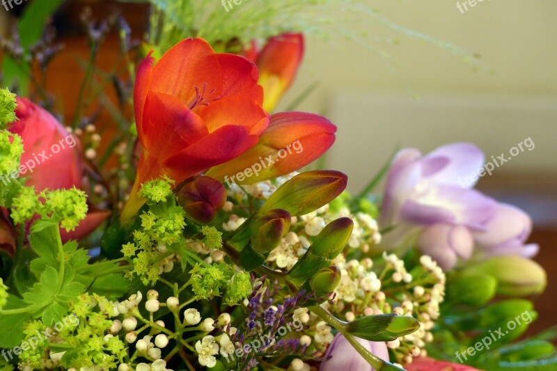 Bouquet Freesia Nature Flowers Romantic