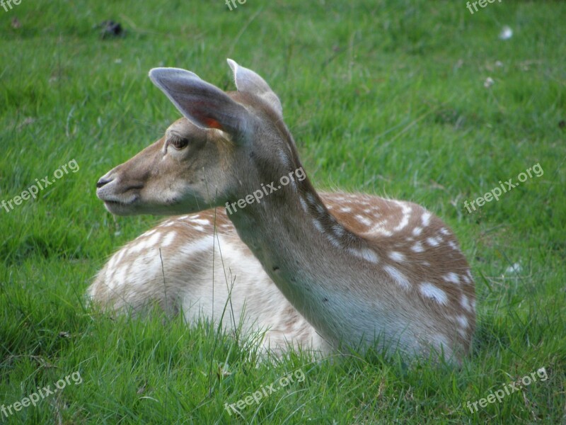 Nature Fallow Deer Spring Animals Free Photos