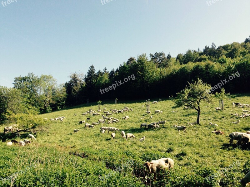 Sheep Field Meadow Grass Landscape