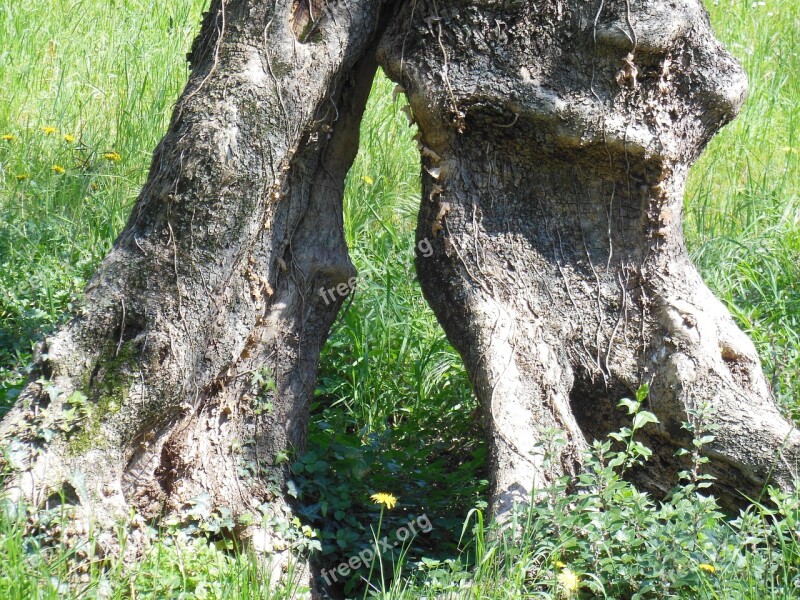 Olive Tree Olive Root Tree Log Malcesine