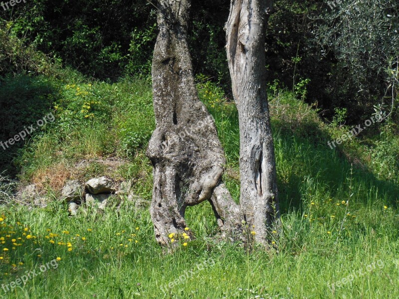 Olive Tree Old Olive Tree Log Wood Structure