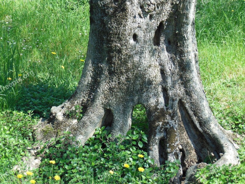 Olive Tree Old Olive Tree Log Wood Structure