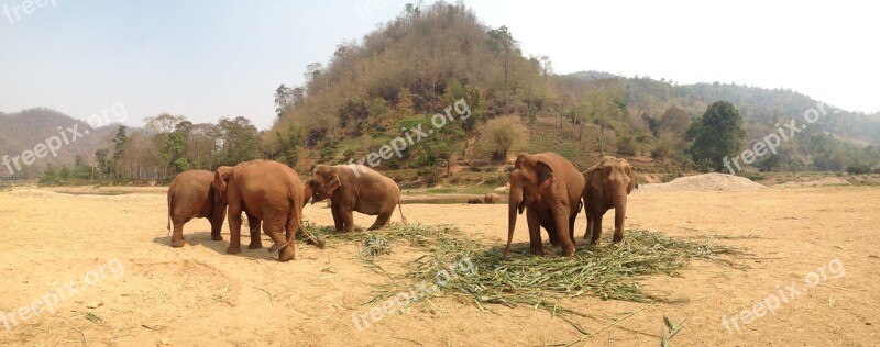 Elephants Thailand Elephant Reserve Free Photos