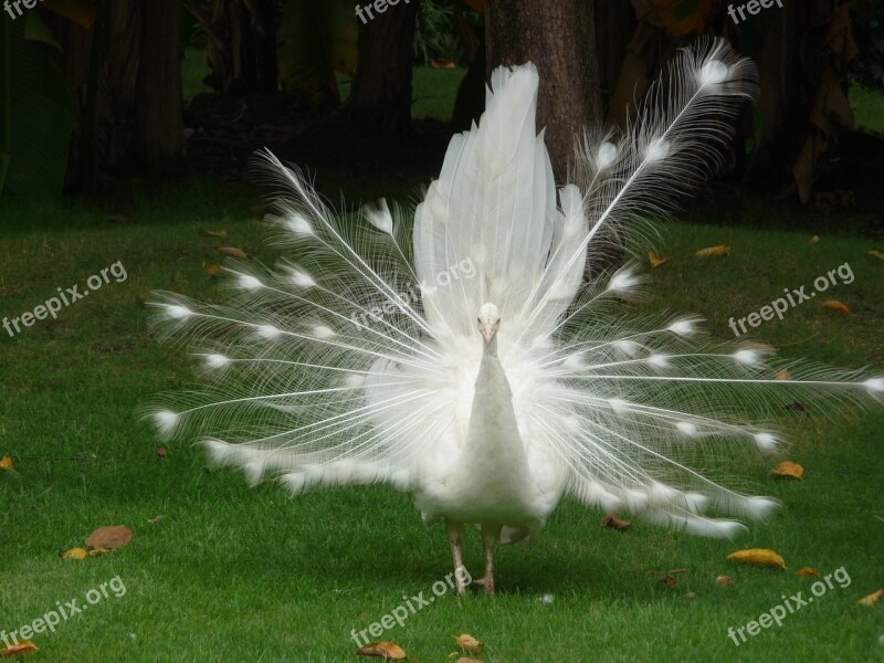 Peacock White Bird China Beautiful Bird Travel