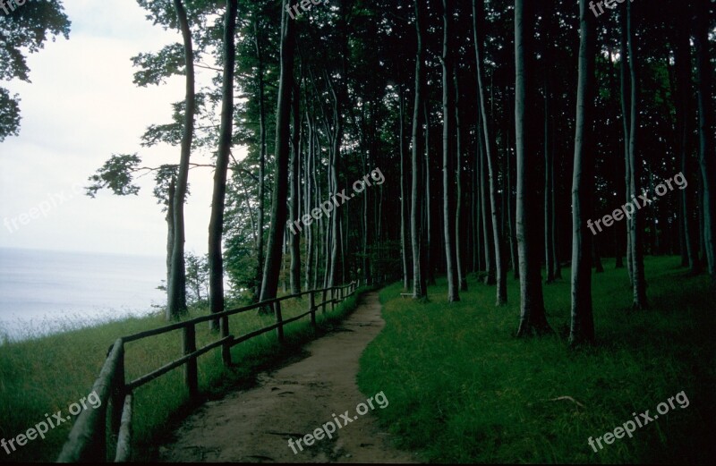 Forest Away Nature Trees Forest Path