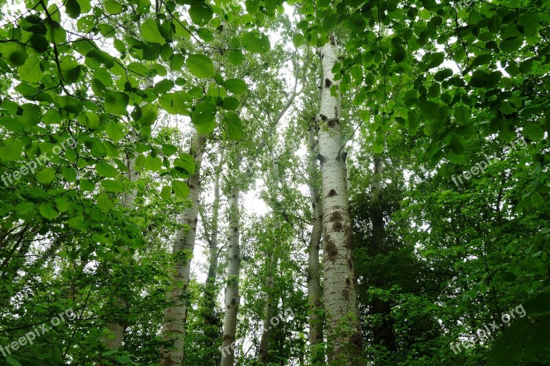 Birch Forest Nature Trees Leaves