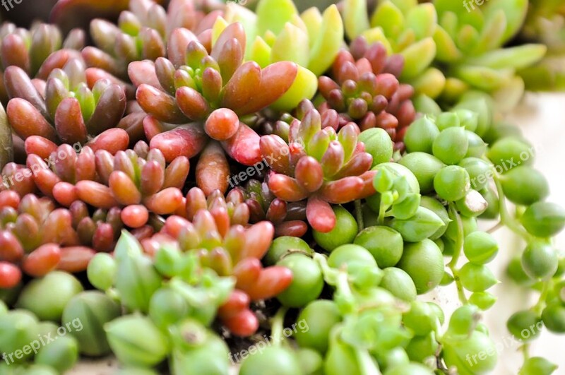 Succulent Plants Plant Green Free Photos