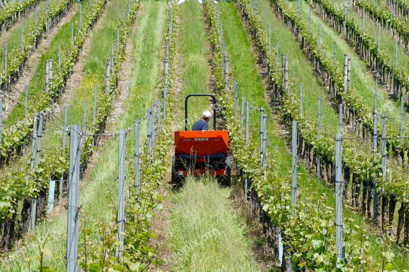 Agriculture Winery Vines Wine Growers Bauer