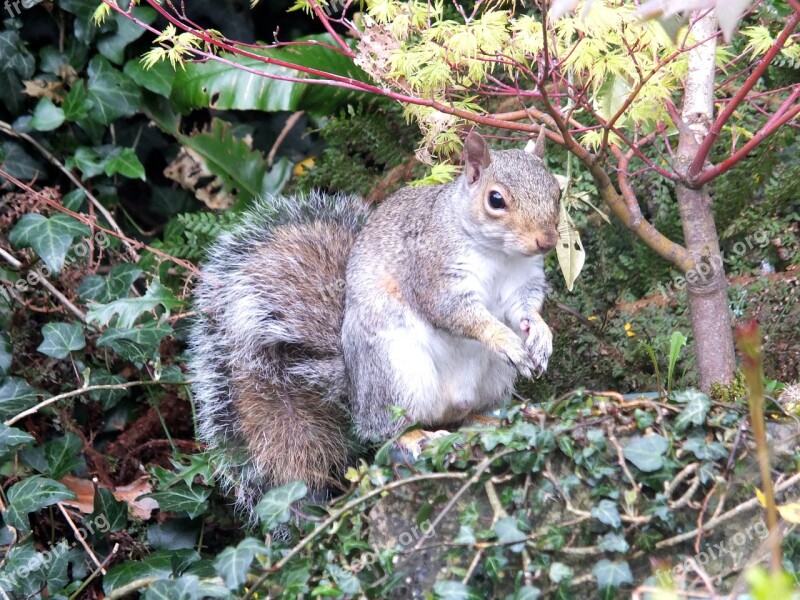 Squirrel Garden Grey Vermin Nature