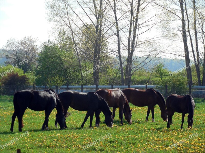 Horses Paddock Coupling Pasture Animal