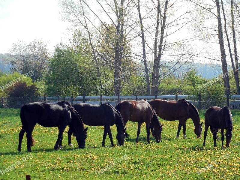 Horses Paddock Coupling Pasture Animal