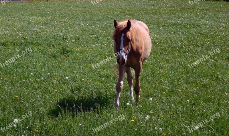 Horse Coupling Pasture Graze Paddock