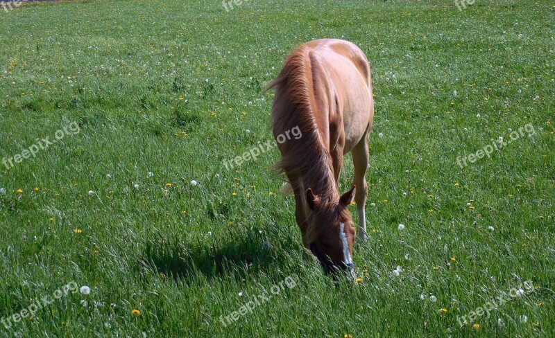 Horse Coupling Pasture Graze Paddock