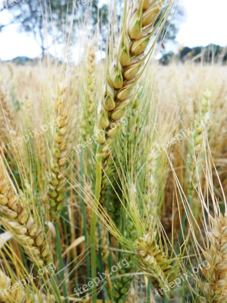 Crop Wheat Food Field Grain