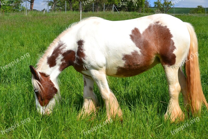 Horse Meadow Pasture Graze Nature