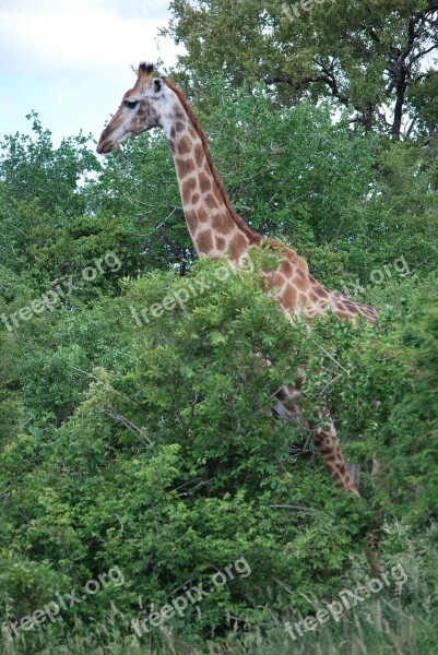 Giraffe South Africa Savannah Landscape Kruger Park