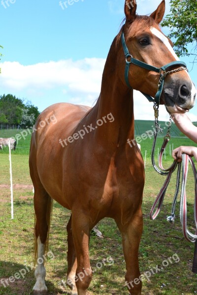 Horse Ride Equestrian Nature Animal