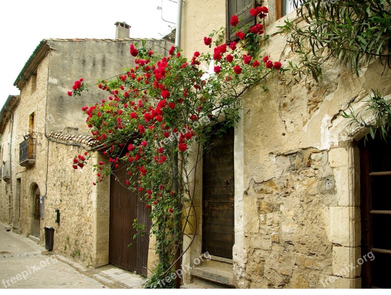 Cévennes Medieval Village Lane Pavers Rosebush