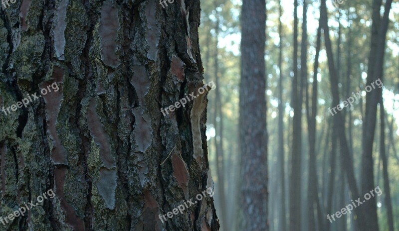 Tree Trunk Mist Tree Trunk Wood