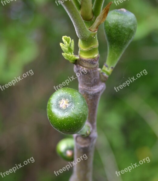 Nature Fruit Fig Fruits Plant