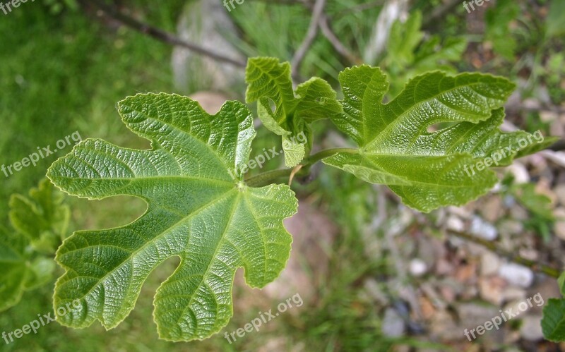 Nature Leaf Fig Leaf Fig Leaves