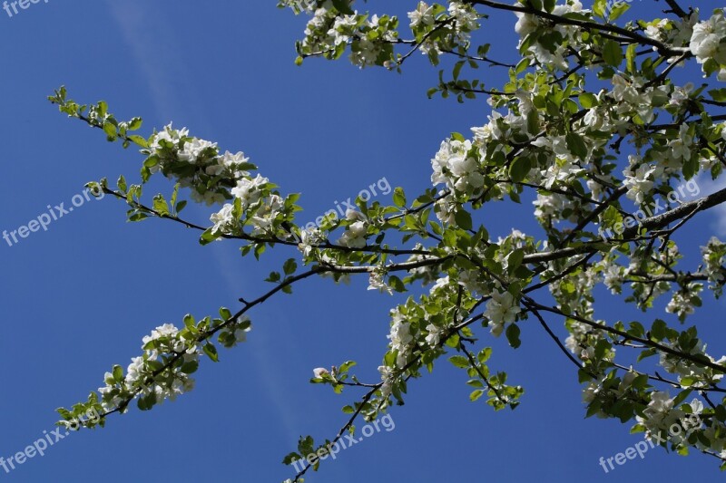 Apple Blossom Bloom Apple Blossom Bloom