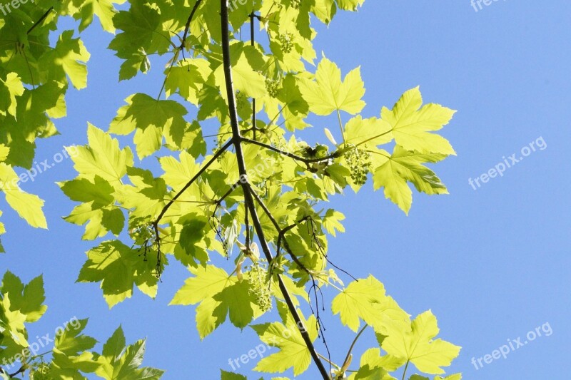 May Light And Shadow Maple Tree Branch