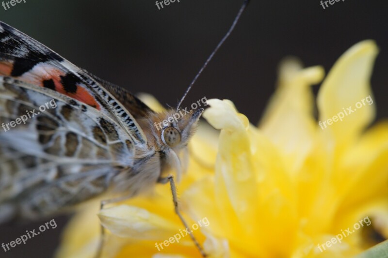 Butterfly Vanessa Cardui Close Up Blossom Bloom