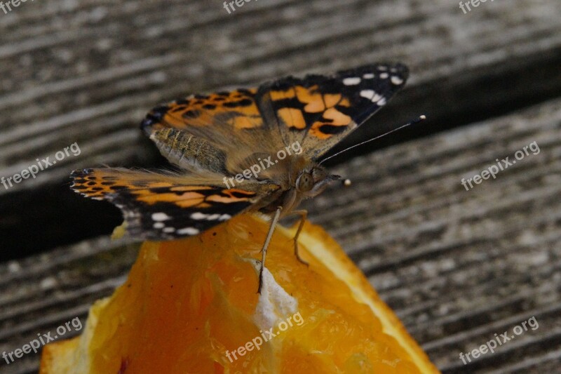 Butterfly Edelfalter Butterflies Insect Close Up