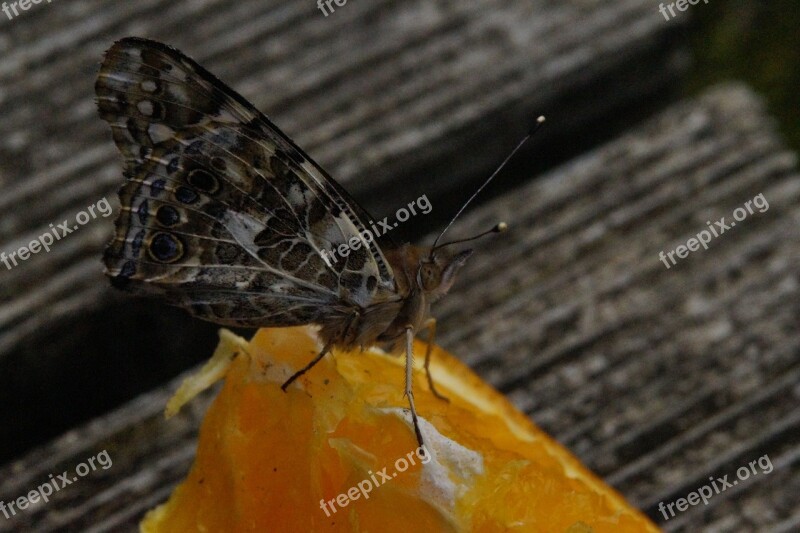 Butterfly Edelfalter Butterflies Insect Close Up