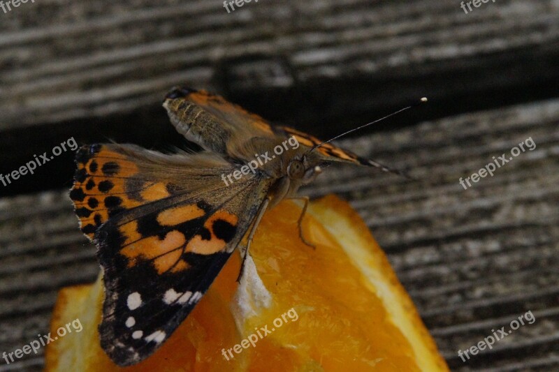 Butterfly Edelfalter Butterflies Insect Close Up