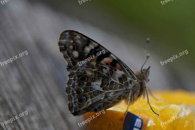 Butterfly Edelfalter Butterflies Insect Close Up