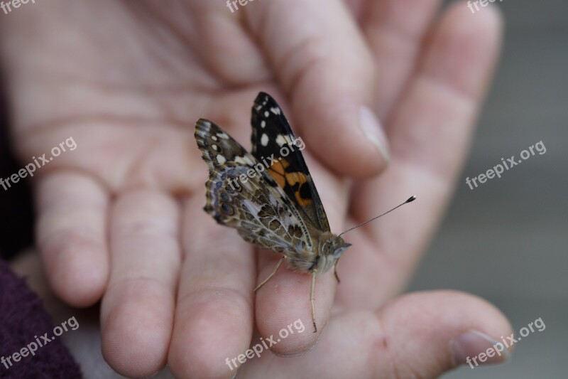 Butterfly Vanessa Cardui Close Up Edelfalter Insect