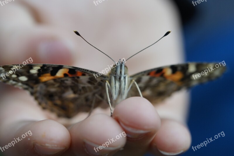 Butterfly Vanessa Cardui Close Up Edelfalter Insect