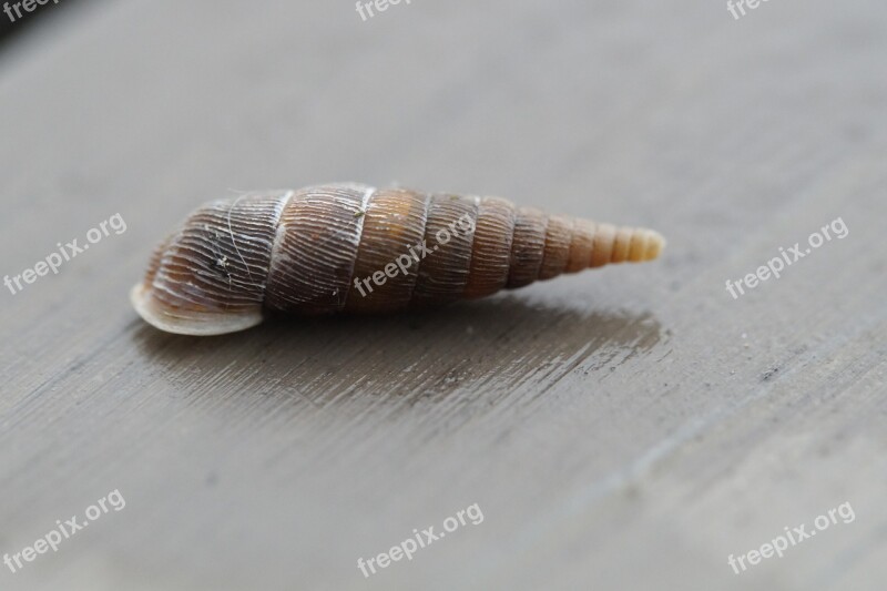 Snail Shell Rotated Narrow Pointed