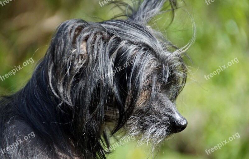 Dog Chinese Crested Dog Chinese Chocholáč Hairless Dog Free Photos