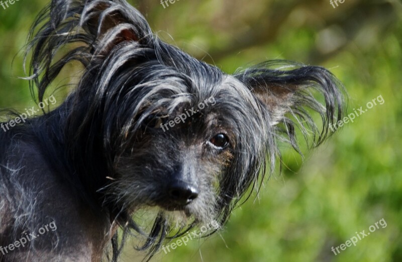 Dog View Chinese Crested Dog Hairless Dog Black