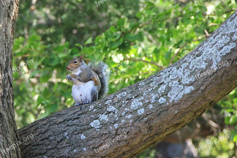 Squirrel Tree Nager Nature Gnaw