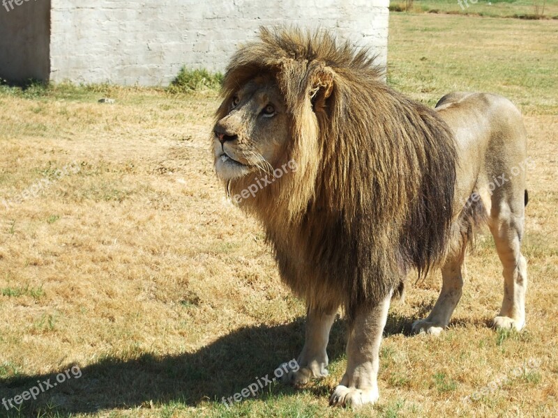 Lion Lion's Mane South Africa Wildcat Big Cat