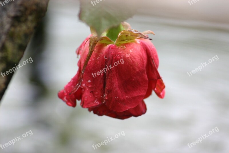 Rose Water Plant Fountain Dewdrop