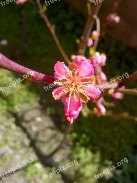 Peach Flower Just Opened Free Photos