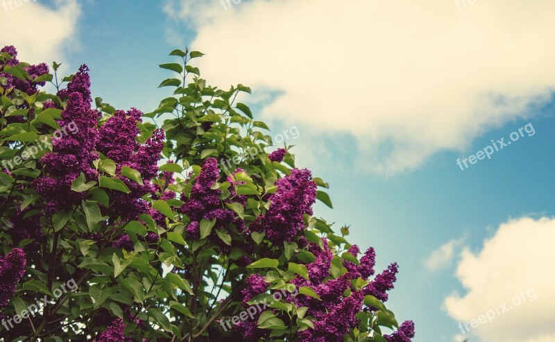 Purple Flowers Bloom Spring Purple Flower